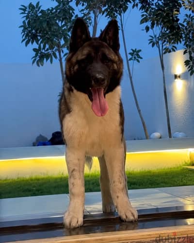 أنثى أكيتا أمريكي American Akita