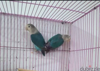 قص فيشر تركواز وايت فيس