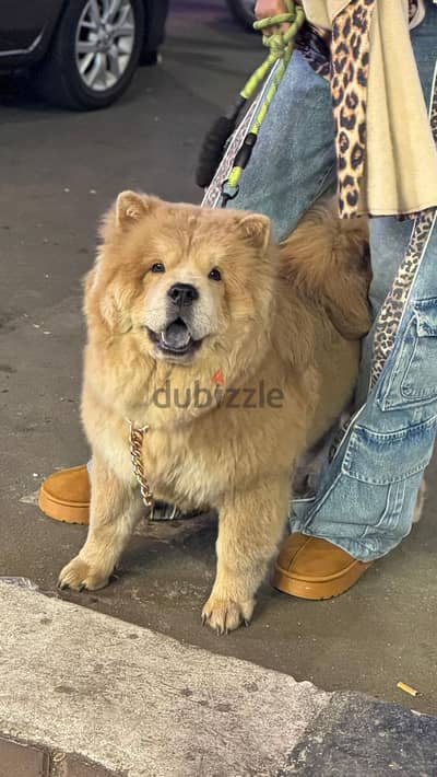 Chow Chow تشاو تشاو