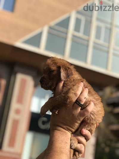 جولدن ريتريفر Golden Retriever