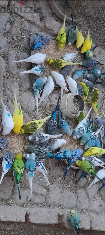 أكثر من 30 عصفور بادجي أسترالي للبيع بالسويس