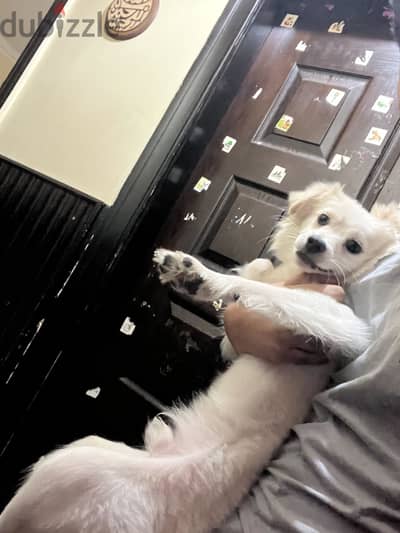 Leo is for adoption