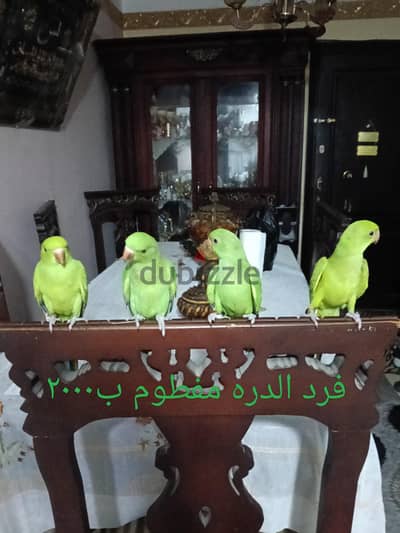 دره هندي