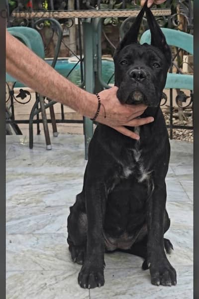 high quality cane corso puppies 5 months it's female and male
