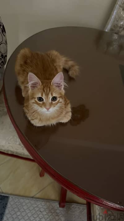 لوكا قطه