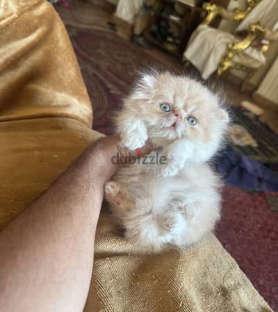 ولد بيرشن كريمي دبدوب  عيون زرقا