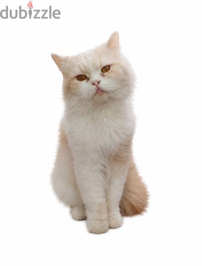 Persian cat