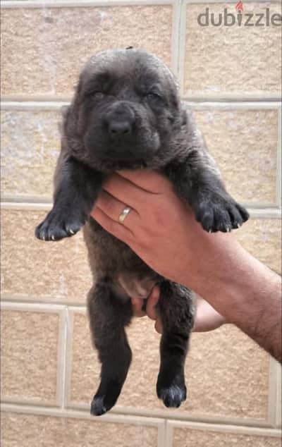 alabai female جروايه اب وأم ابطال مصر في fci