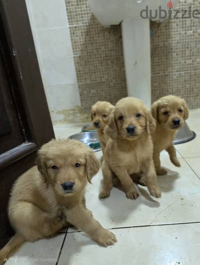 Golden retrievers puppies جولدن عمر ٤٥ يوم