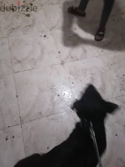 بيع كلب روت نتايه