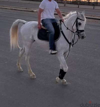 حصان عربى اصيل مختوم بشهاده
