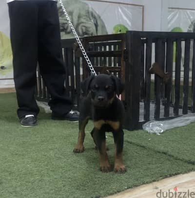Rottweiler روت