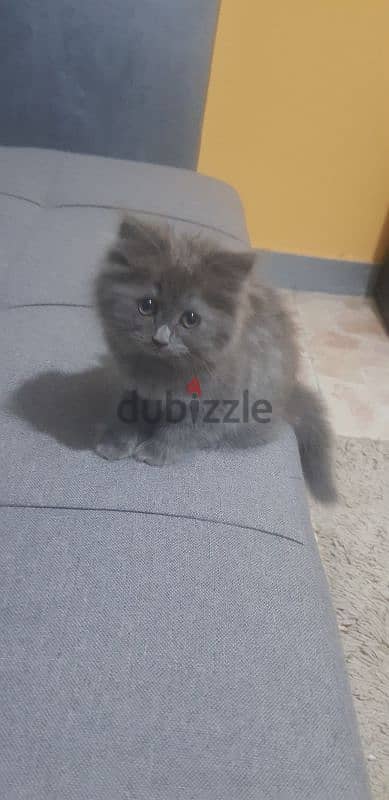 قطط شيرازي