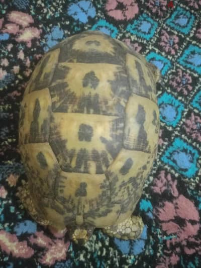 سلاحف يوناني بالغه منتجه ذكور وانثي