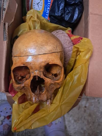 مجسم هيكل عظمي تعليمي (Anatomy Model) للبيع