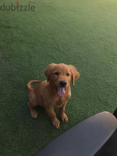 female golden retriever جولدن