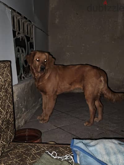 female golden retriever جولدن