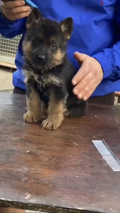 German shepherd جيرمن شيبرد