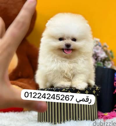 Tea cup pomeranian puppy