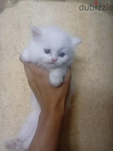 بنت شيرازي عمر 45 للبيع لعبيه جدا