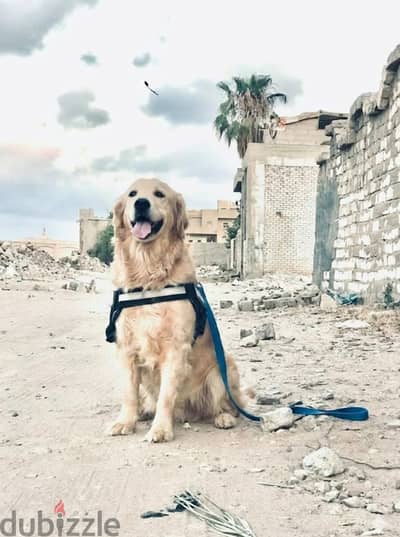 مطعم كل الطتعيمات