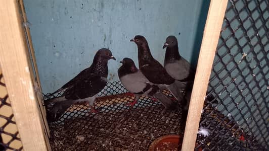 حمام برى جوزين ب230 جوز ب135