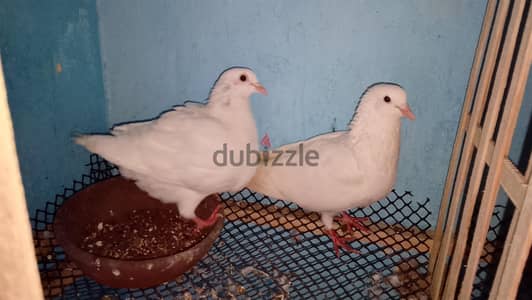 جوز حمام لاحم فرنسى بيور