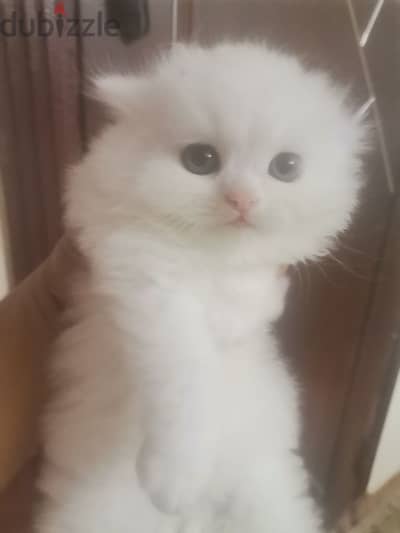 للبيع