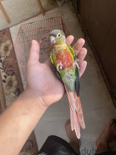 يلو سايد كنيور