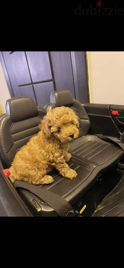 Teacup Female Poddle Puppy for Sale