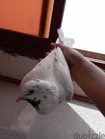 دكر فلاحي