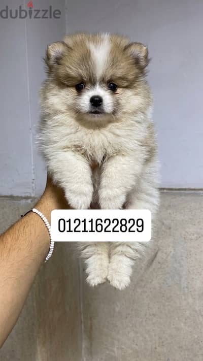 Pomeranian puppies