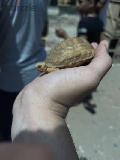 القاهره