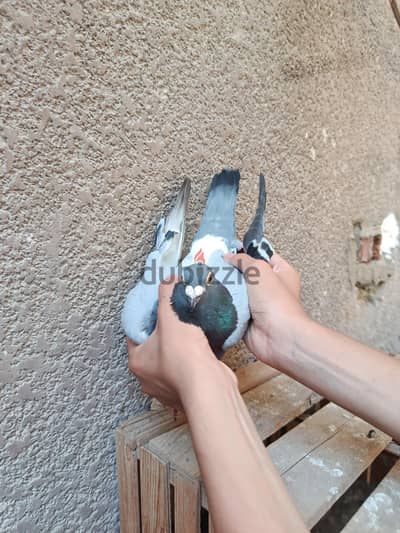 ذكر حمام زاجل للبيع شغال