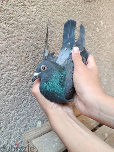 نتايه زاجل سوده شغاله