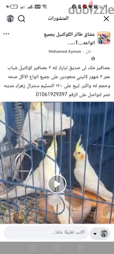 عصافير كوكتيل