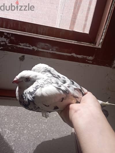 نتايه كريزلي