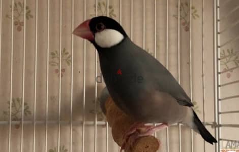 عصافير جاوا حبشي ، سلفر ، فون