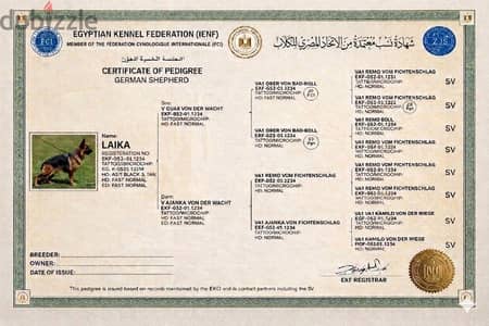 long hair german sheperdمعاها ورقfull pedigree fci Ekf (only one boy)