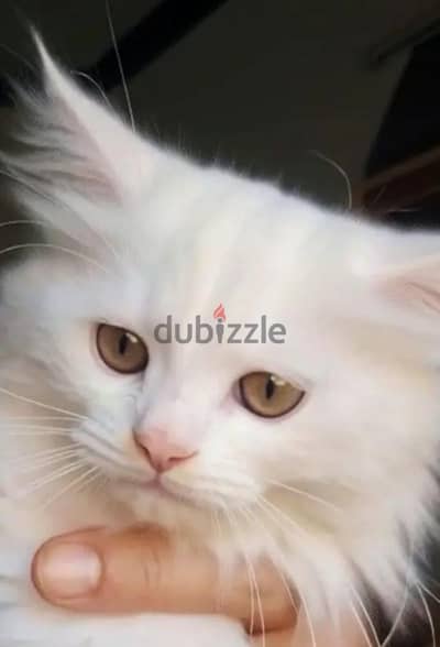 قط شيرازي للتبني