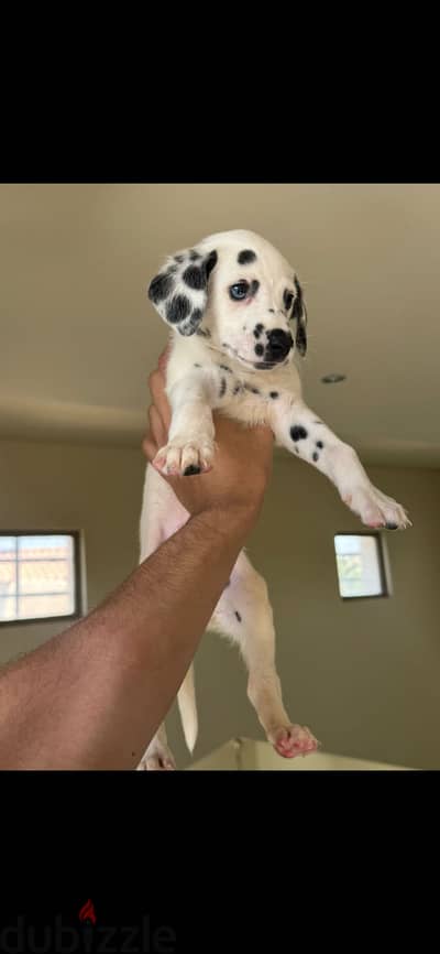 Dalmatian pure puppies | جراوي دالميشن للبيع