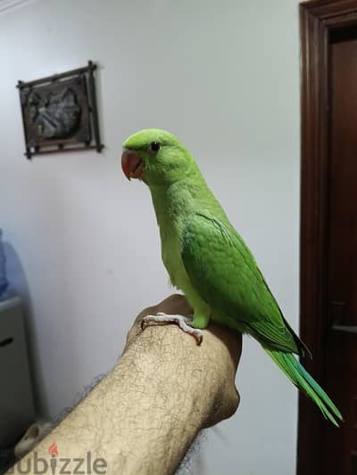 درة هندي