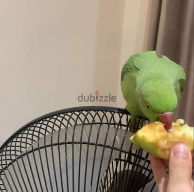 Indian ringneck parrot
