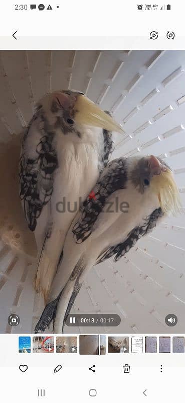 كوكتيل فرنساوي فوتيه وبصمه كريم فيس عمر شهر