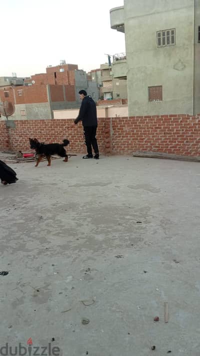 كلب جيرمن شيبرد خمس شهور