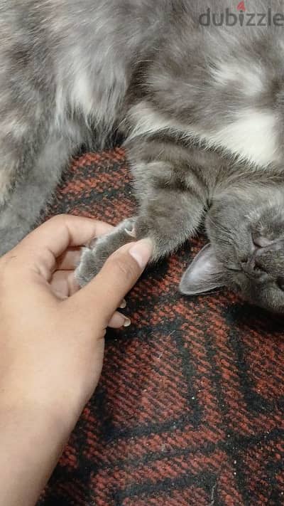 قطه منزلي