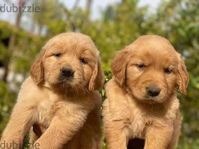 Golden Retriever جولدن ريتريفر