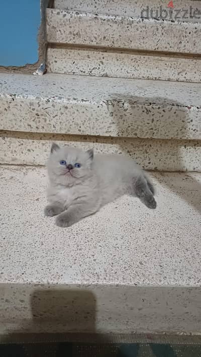 قطط هيمالايا شوكليت بيور