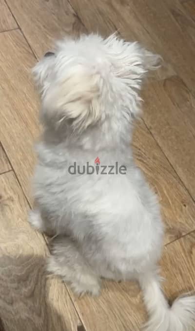 Griffon dog