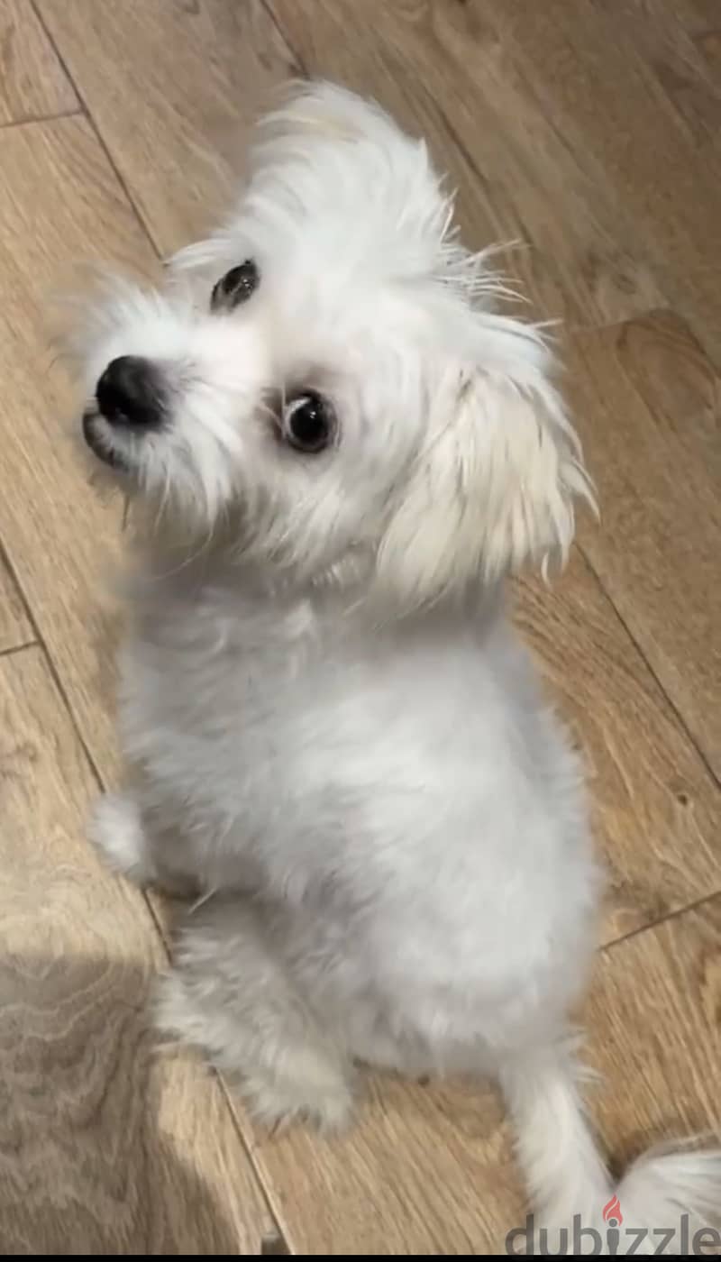Griffon dog 2
